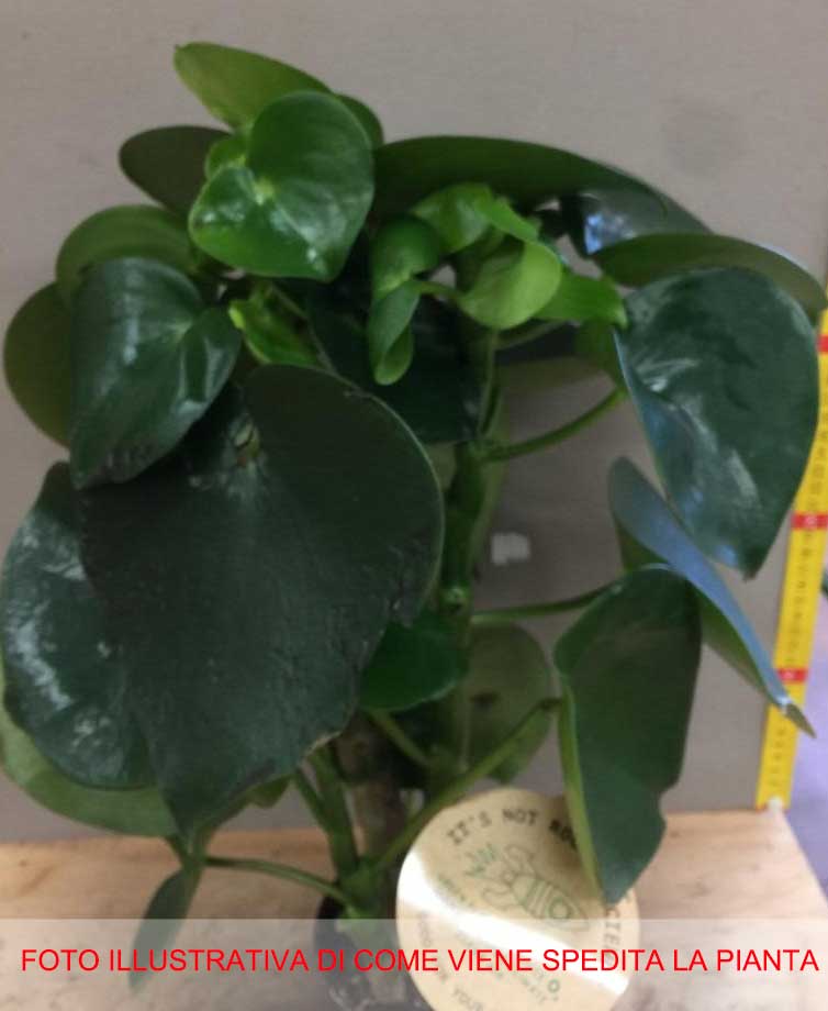 PEPEROMIA POLYBOTRYA VASO 12CM