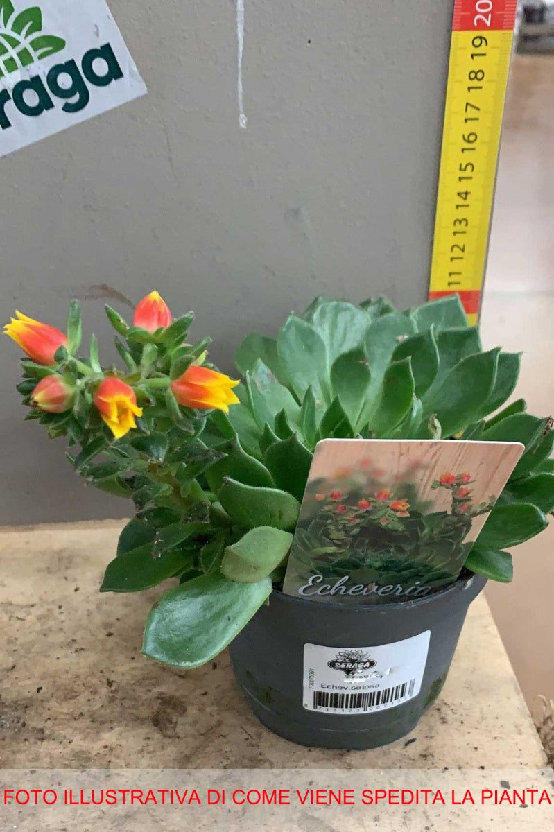 ECHEVERIA SETOSA IN VASO 10.5CM