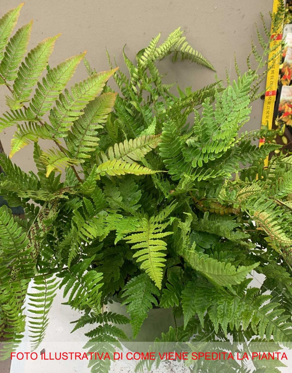 FELCE DRYOPTERIS ERYTHROSORA VASO 18CM