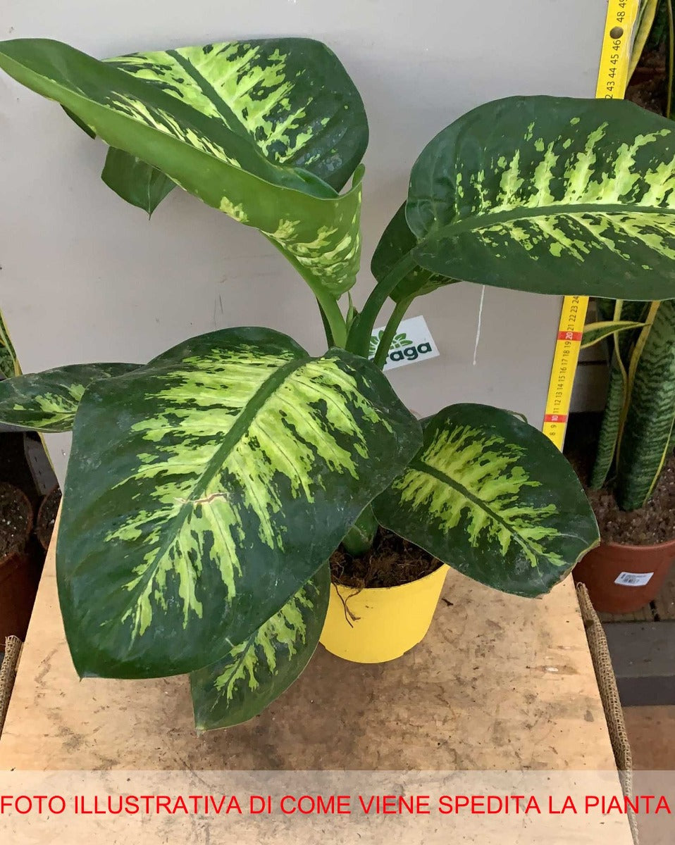 DIEFFENBACHIA VASO 16CM