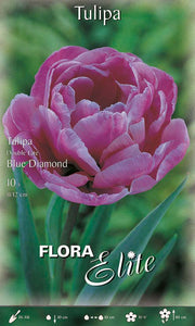 Bulbi di Tulipano Double Late Blue Diamond (CONFEZIONE DA 7 BULBI)