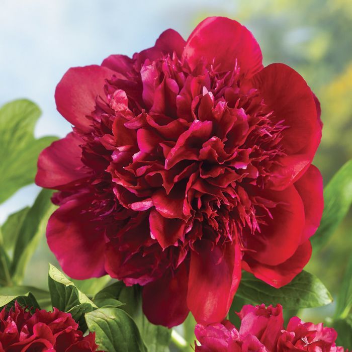 PEONIA LACTIFLORA ROSSA VASO 13CM