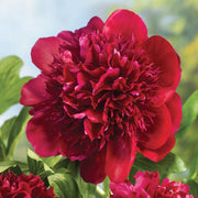 PEONIA LACTIFLORA ROSSA VASO 15CM