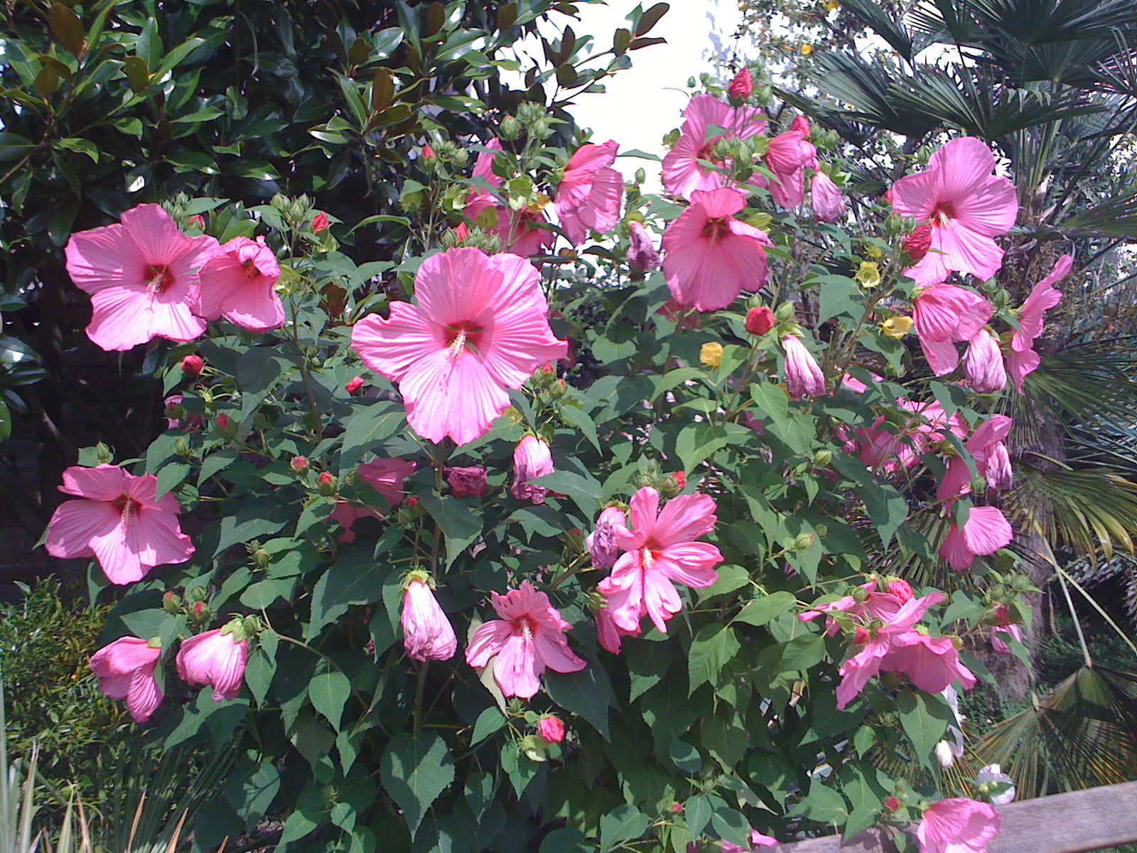 HIBISCUS IBISCO MOSCHEUTOS COLORE ASSORTITO IN VASO 23CM