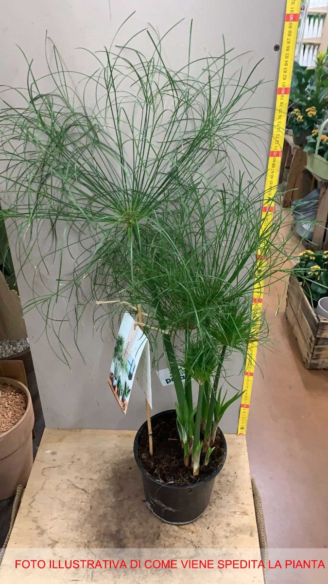 CYPERUS NOFRETETE PAPIRO IN VASO 19CM
