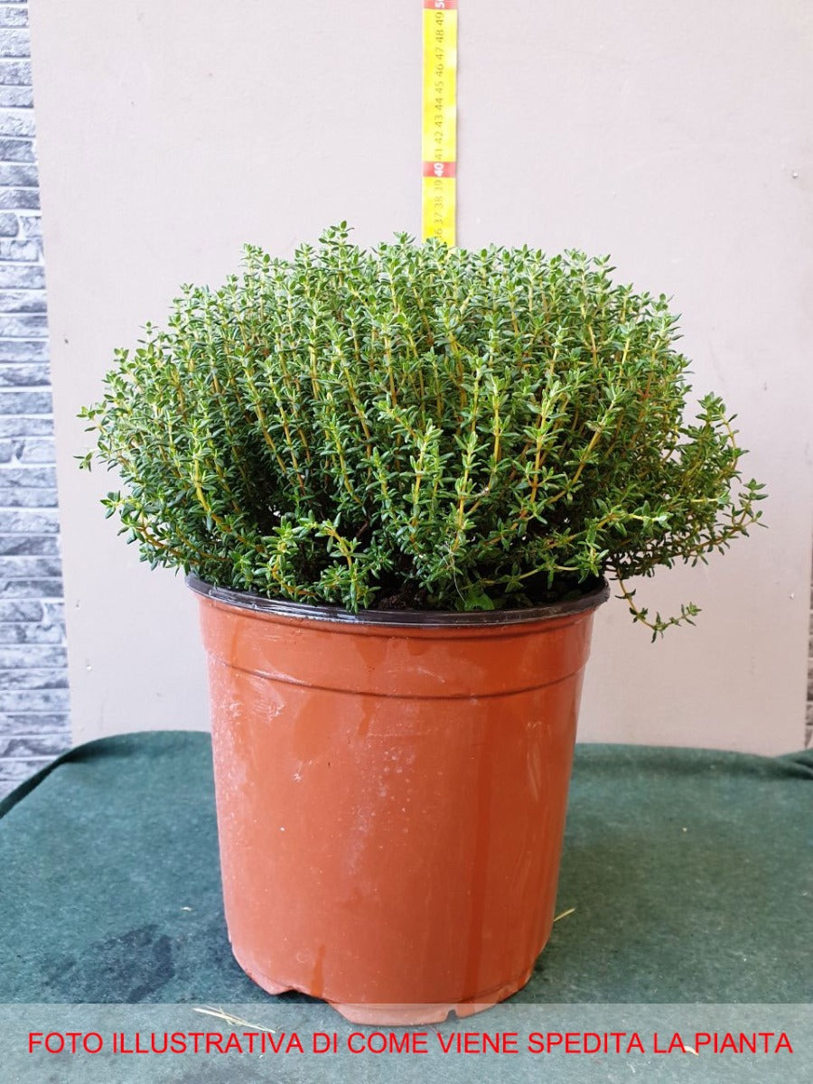 TIMO IN VASO 18CM