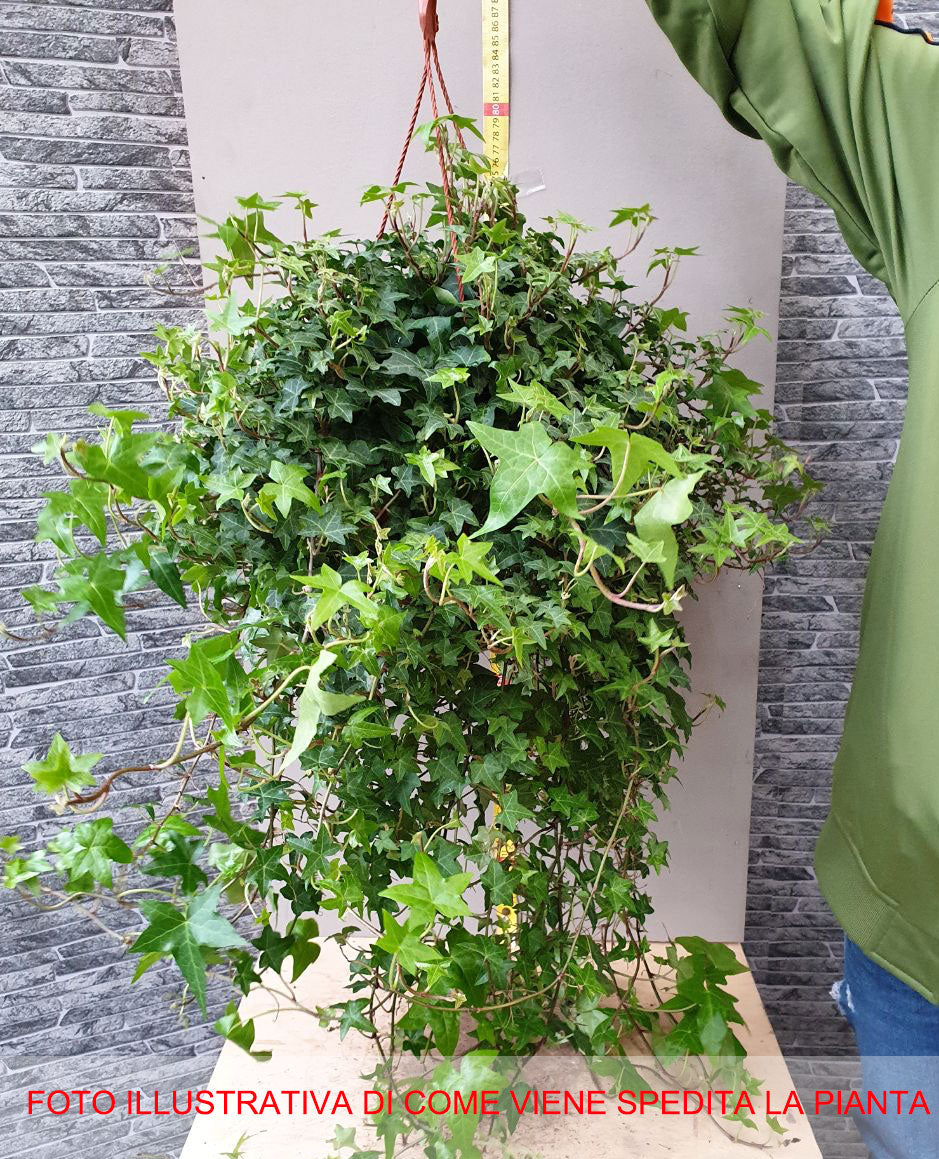 EDERA HELIX IN BASKET APPENDIBILE 20CM