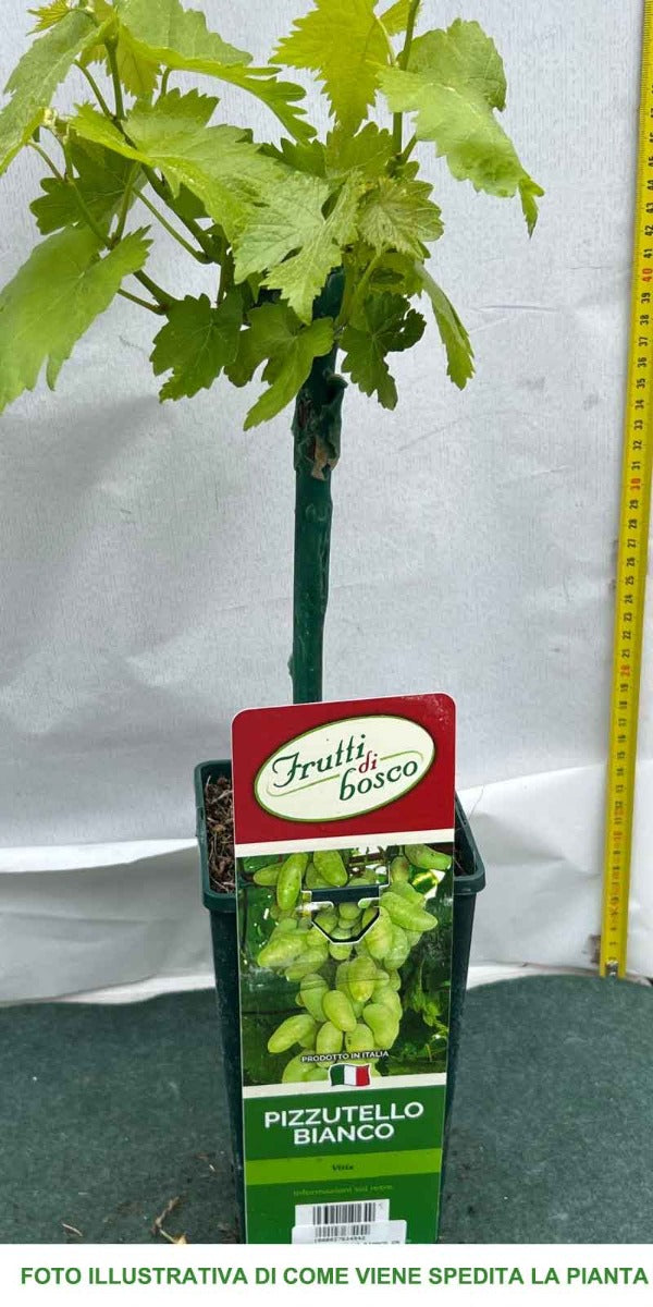 UVA PIZZUTELLO BIANCO IN VASO 12CM