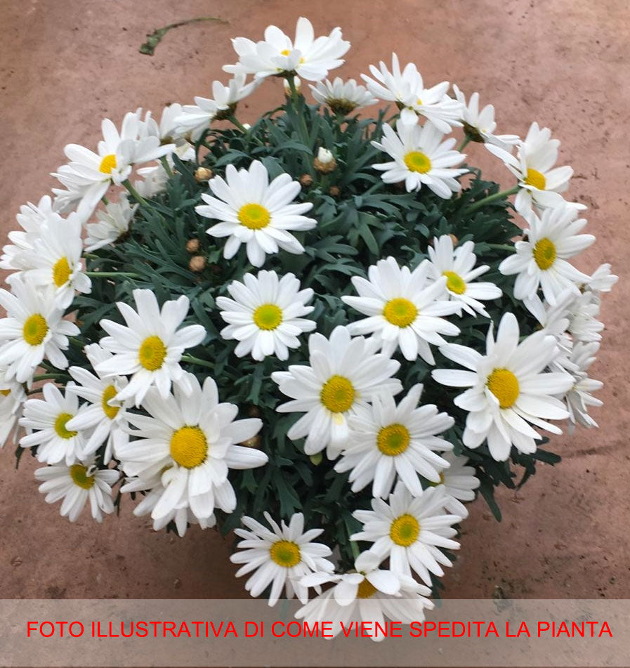 MARGHERITA BIANCA IN VASO 14CM