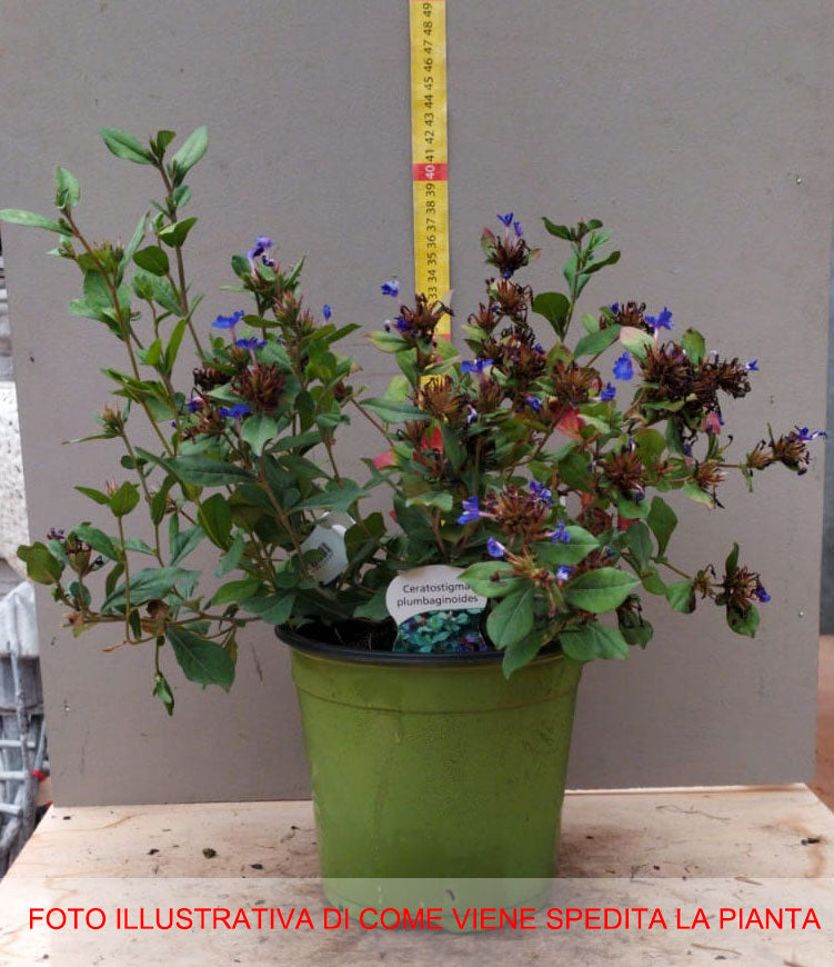 CERATOSTIGMA PLUMBAGINOIDES VASO 18CM