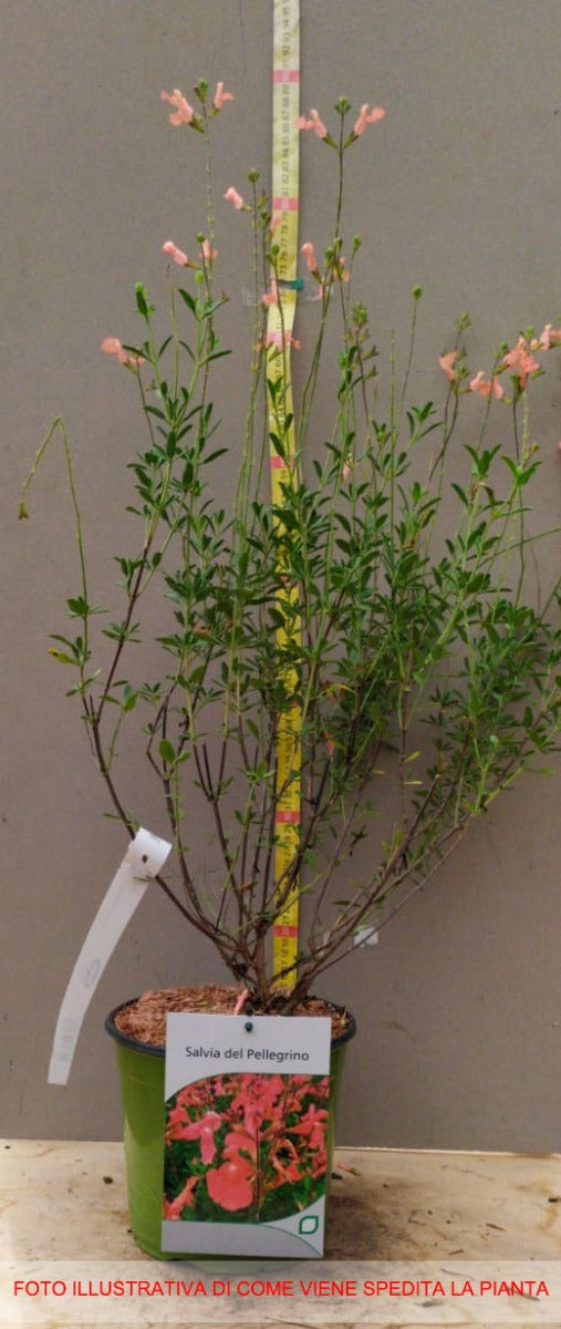 SALVIA DEL PELLEGRINO DA FIORE IN VASO 18CM