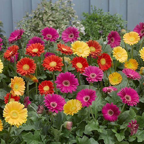 GARVINEA COLORE ASSORTITO VASO 14CM