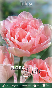 Bulbi di tulipano Double Early Foxtrot (CONFEZIONE DA 7 BULBI)