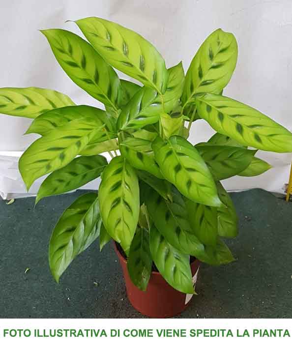 CALATHEA LEOPARDINA IN VASO 12CM