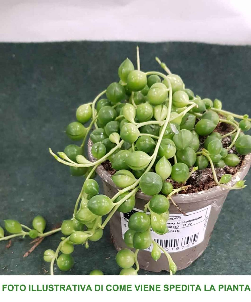 SENECIO ROWLEYANUS VASO 6CM