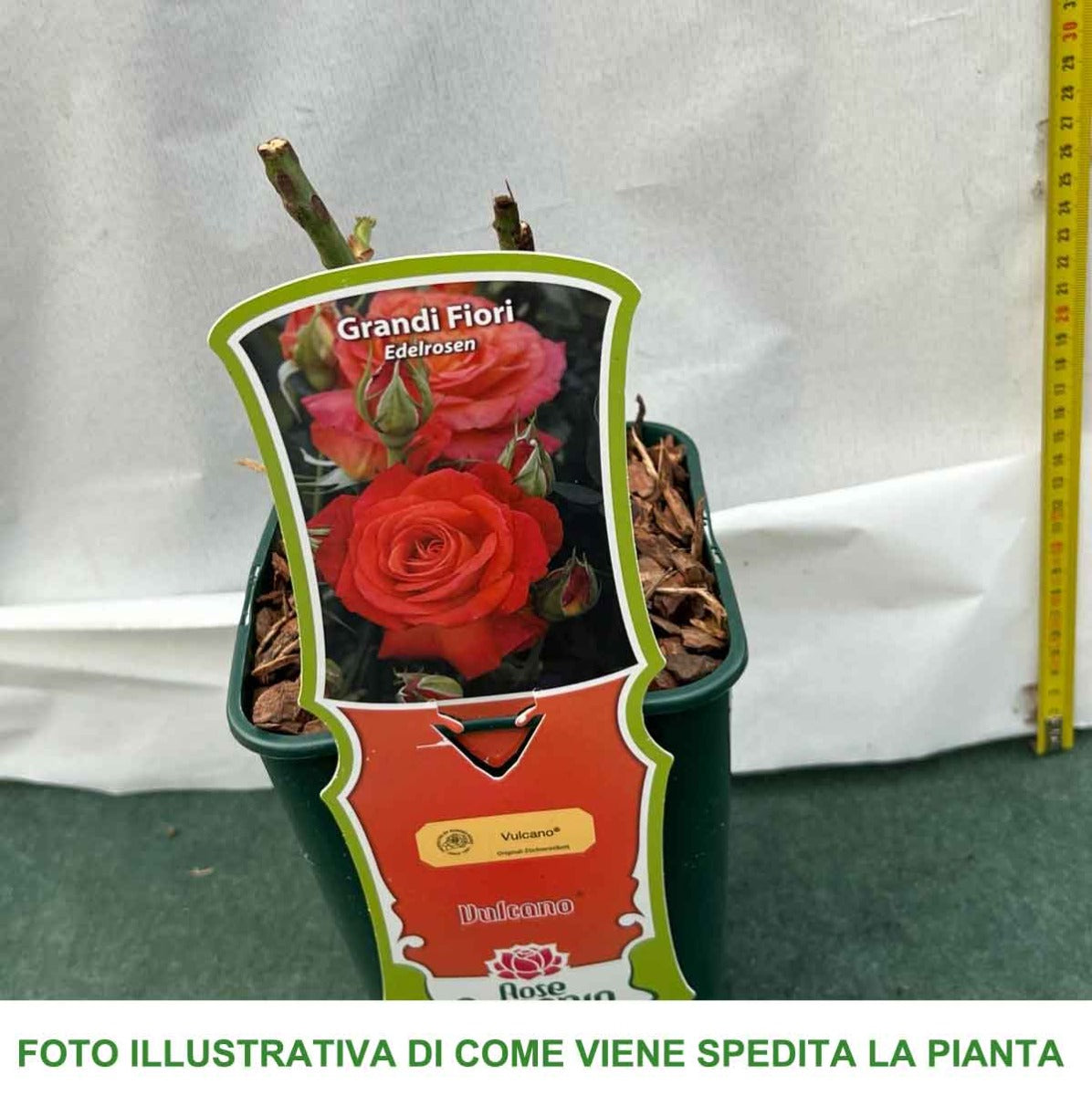 ROSA VULCANO IN VASO 14CM