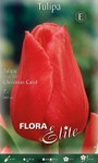 Bulbi di Tulipano Single Early Christmas Carol (CONFEZIONE DA 7 BULBI)
