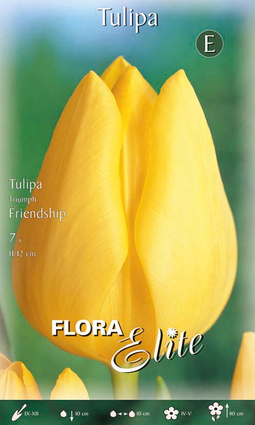 Bulbi di Tulipano Triumph Friendship (CONFEZIONE DA 7 BULBI)