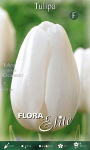 Bulbi di Tulipano Single Late Clearwater (CONFEZIONE DA 7 BULBI)