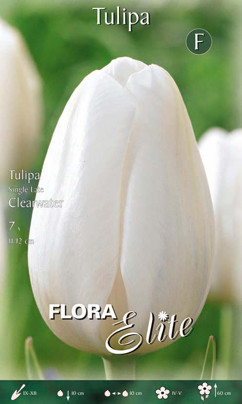 Bulbi di Tulipano Single Late Clearwater (CONFEZIONE DA 7 BULBI)