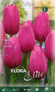 Bulbi di Tulipano Single Late Yosemite (CONFEZIONE DA 7 BULBI)