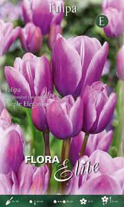 Bulbi di Tulipano Multi-Flowering Longstemmed Purple Elegance (CONFEZIONE DA 7 BULBI)