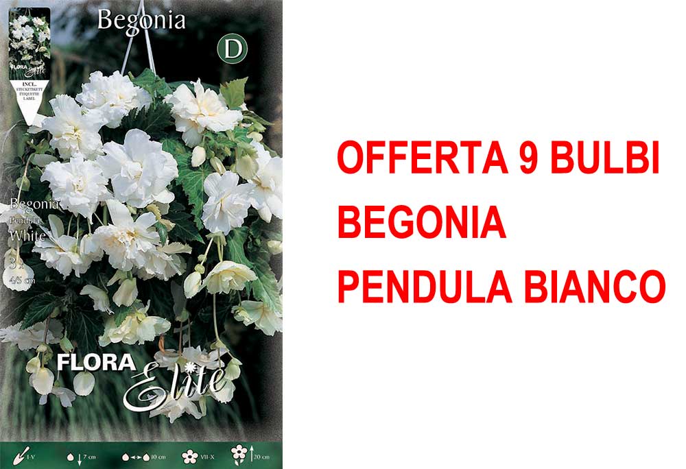 OFFERTA 9 BULBI BEGONIA PENDULA BIANCO