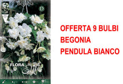 OFFERTA 9 BULBI BEGONIA PENDULA BIANCO