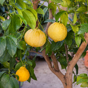 CITRUS BERGAMIA BERGAMOTTO IN VASO 20CM