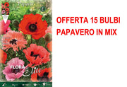 OFFERTA 15 BULBI PAPAVERO IN MIX DI COLORI