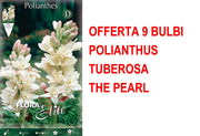 OFFERTA 9 BULBI POLIANTHUS TUBEROSA THE PEARL