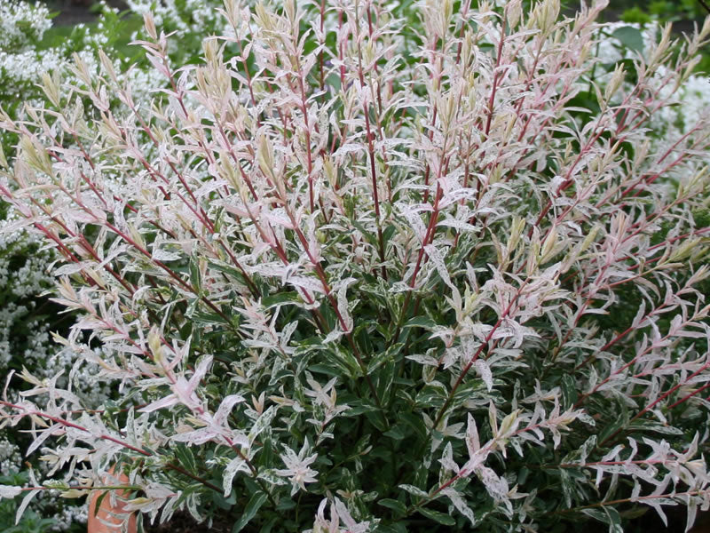 SALIX SALICE FLAMINGO VASO 17CM