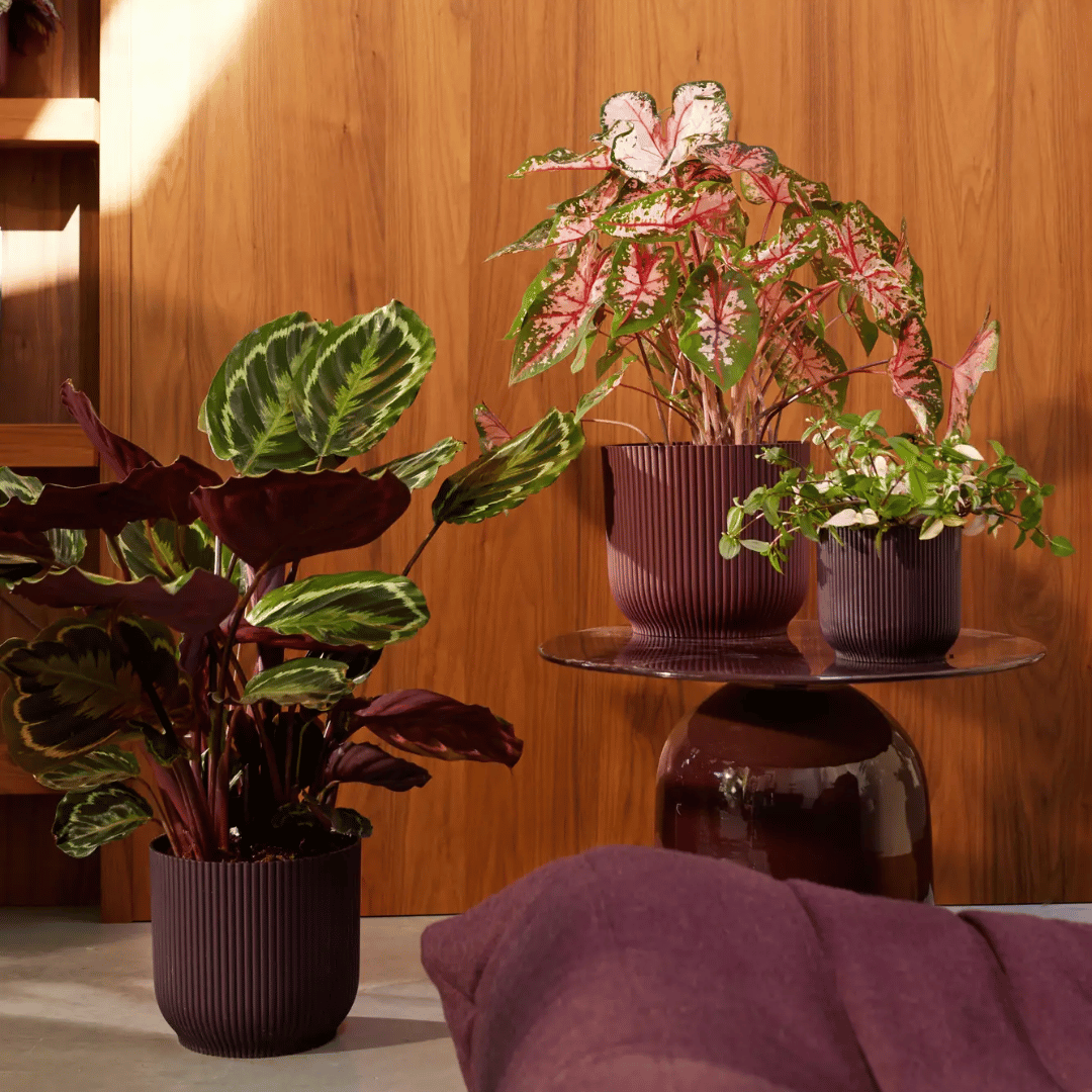 VASO THE WINERY COLLECTION 14CM ROSSO BORDEAUX