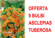 OFFERTA 9 BULBI DI ASCLEPIAS TUBEROSA