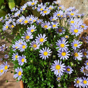 AGATHEA FELICIA VASO 14CM