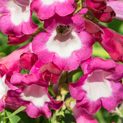PENSTEMON POLARIS MAGENTA VASO 17CM