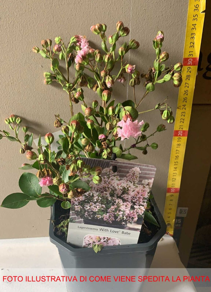LAGERSTROEMIA INDICA WITH LOVE BABE VASO 17CM