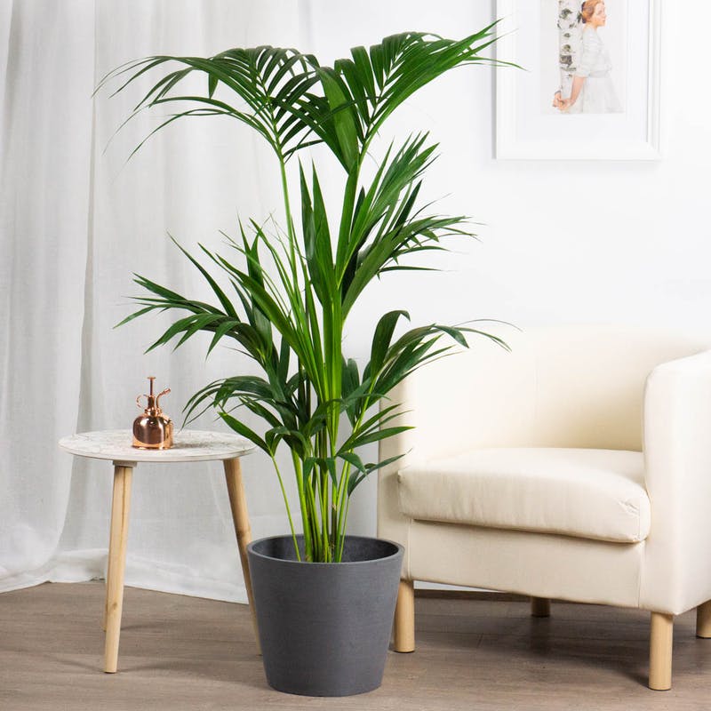 KENTIA KENZIA IN VASO 18CM