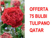 OFFERTA 75 BULBI TULIPANO MULTIFIORI FRINGED DOUBLE QATAR