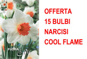 OFFERTA 15 BULBI NARCISO LARGE-CUPPED COOL FLAME