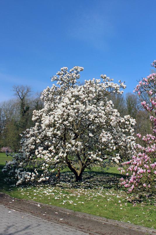 MAGNOLIA STELLATA MANCHU FAN VASO 24CM