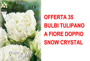 OFFERTA 35 BULBI TULIPANO A FIORE DOPPIO SNOW CRYSTAL