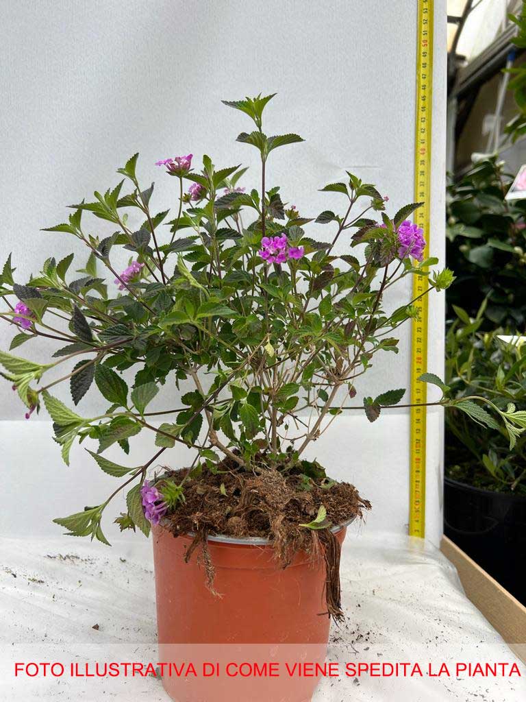 LANTANA SELLOWIANA LILLA VASO 15CM