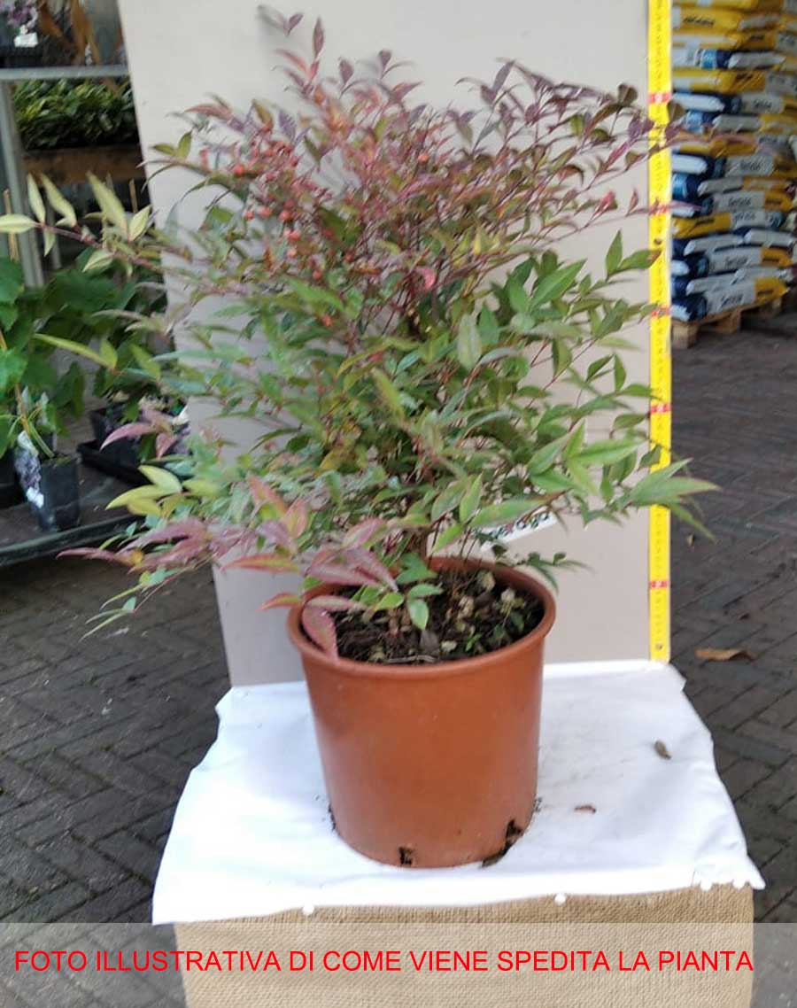 NANDINA DOMESTICA IN VASO 24CM
