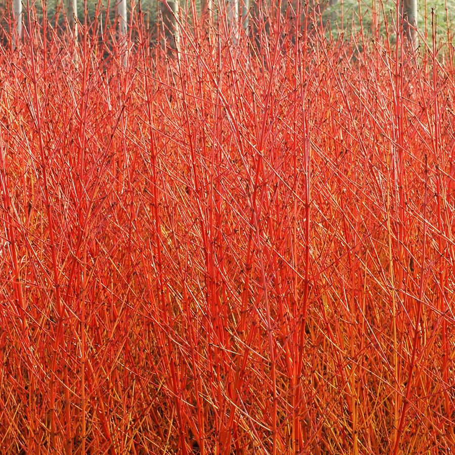 CORNUS SANGUINEA 'MIDWINTER FIRE' VASO 18CM
