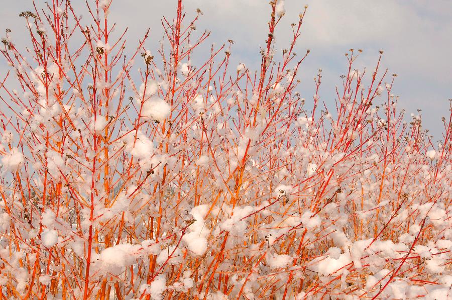 CORNUS SANGUINEA 'MIDWINTER FIRE' VASO 18CM