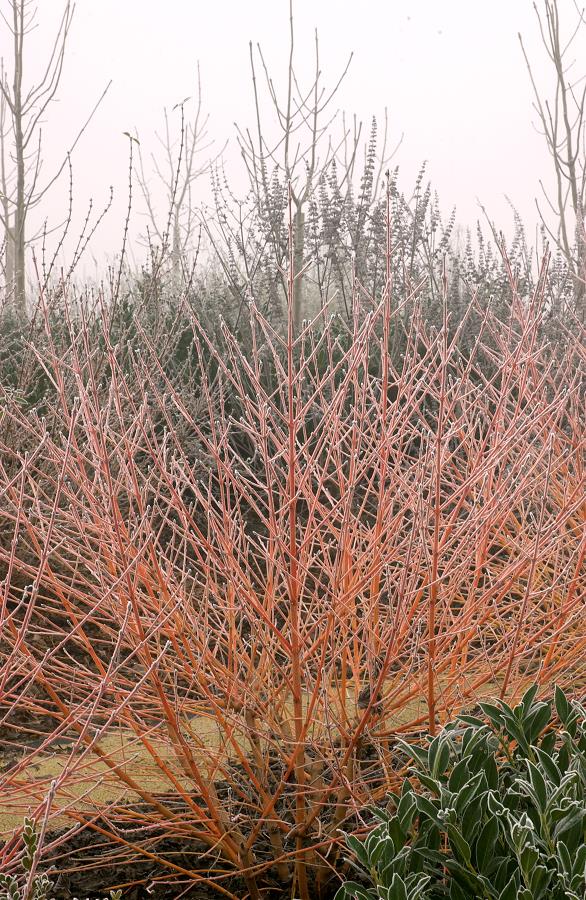 CORNUS SANGUINEA 'MIDWINTER FIRE' VASO 18CM