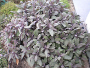 SALVIA PURPUREA VASO 14CM