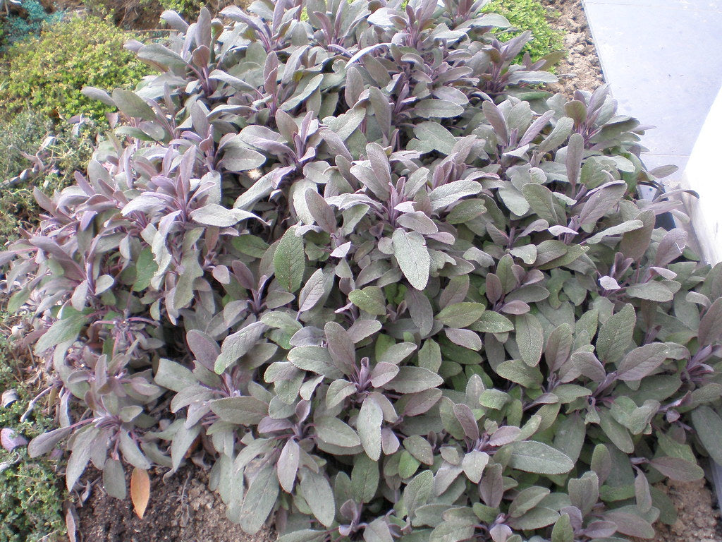 SALVIA PURPUREA VASO 14CM