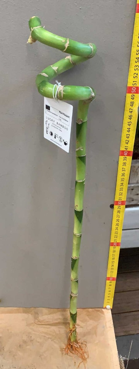 LUCKY BAMBOO SPIRALE 60CM (BAMBÙ DELLA FORTUNA)